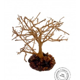 세틀가드니야유목