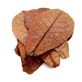 세틀 오가닉닥터 알몬드잎