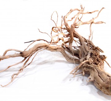 세틀 탱글드 유목