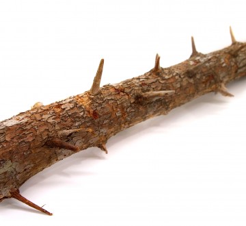 세틀 가지나무 유목 s