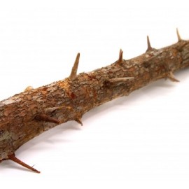 세틀 가지나무 유목 s