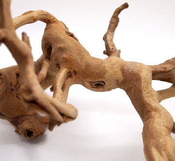 세틀 포도 유목 m