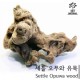 세틀 오푸와 유목 100P (10-20cm)