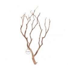 세틀 만자니타 샌딩 유목 210-220cm