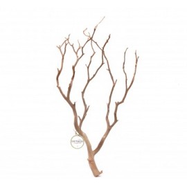 세틀 만자니타 샌딩 유목 210-220cm